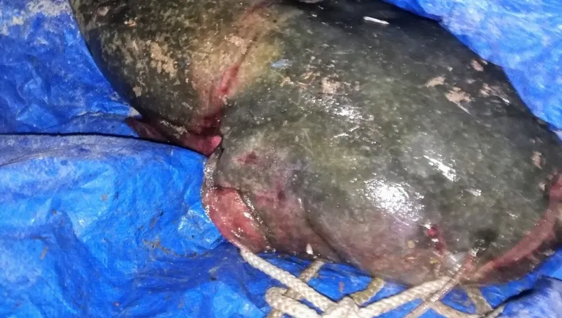 Suda timsah var alarmı! Bakın ne çıktı...