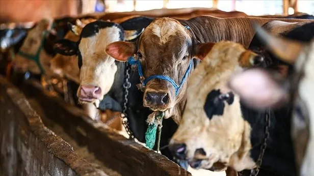 2021 Kurbanlık fiyatları ne kadar? Küçükbaş ve büyükbaş fiyatları belli oldu mu?