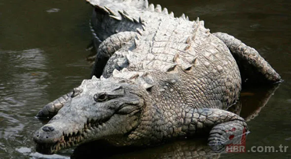 Uğur böceğinin mucizesi meğer kanatlarındaymış! 42