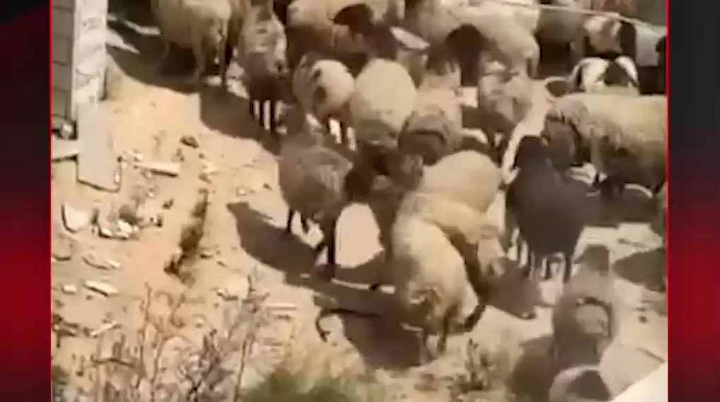 HIRSIZ SİYONİSTLER KOYUNLARI ÇALDI