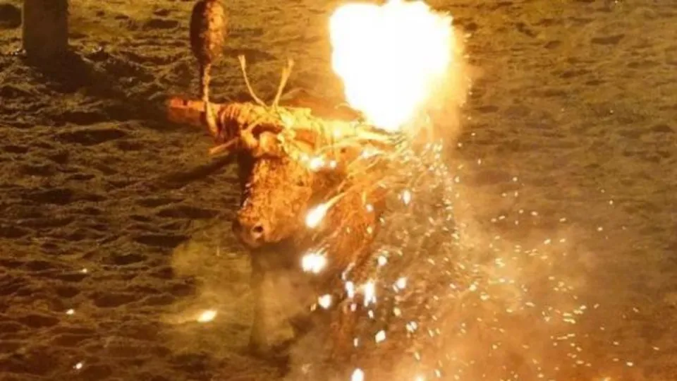 İspanya'da canlı boğayı ateşe verdiler