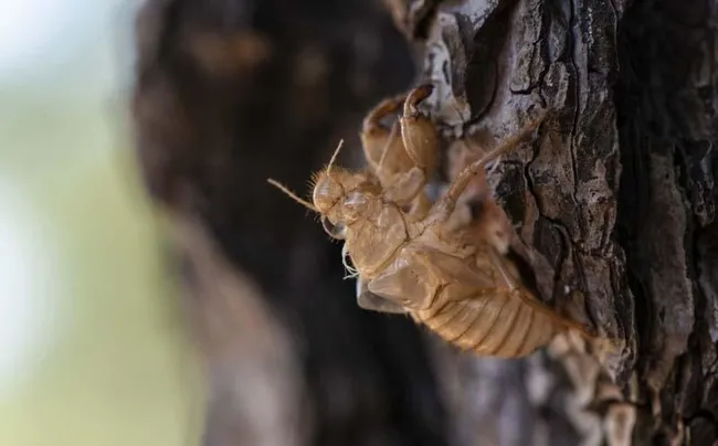 ABD'de koronavirüsten sonra “Zombi ağustos böceği” tehlikesi! - 1