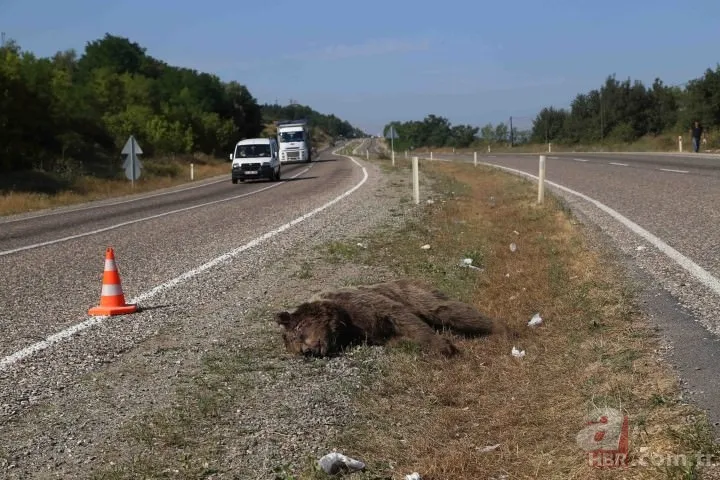 Kastamonu'da aracın çarptığı bozayı telef oldu 8
