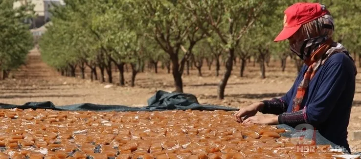 Yapımı oldukça zor ama yiyen vazgeçemiyor Türkiye'nin dört bir yanından yoğun talep var | Resmen şifa deposu 7