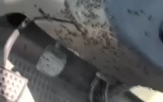 Traktörün içinden çıkanlar çiftçiyi şoke etti! Hemen ağzını ve kulağını bez ile kapattı...