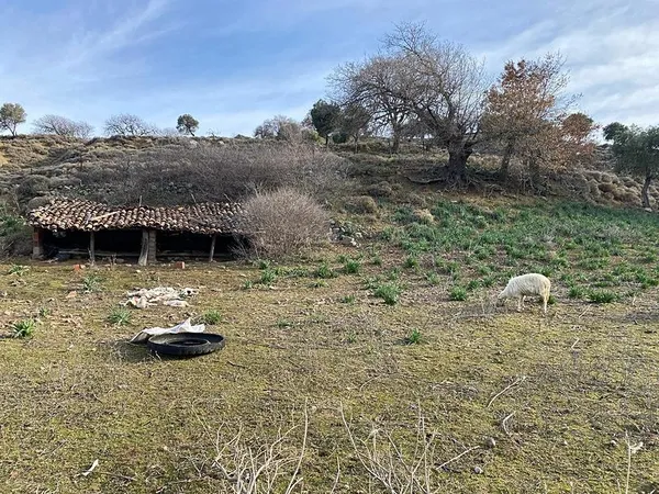 1707118523854.jpeg Çanakkale'de başıboş sokak köpeği dehşeti! Ağıla girdi dehşet saçtı: 10 kuzu telef oldu - 2