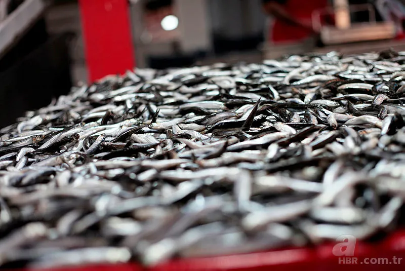 Temel gıdada KDV indirimi başladı! Hangi ürün ne kadar oldu? İşte fiyatı düşecek ürünler 21