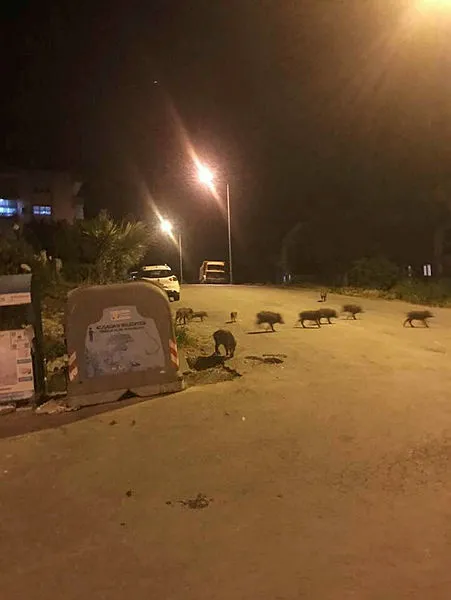 Domuzlar, 2 bin kişinin yaşadığı siteye dadandı - 1
