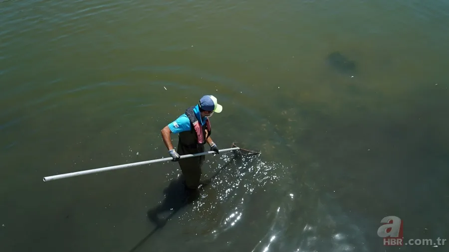 İstanbul'da büyük skandal ve acı veren görüntüler! Küçükçekmece'deki balık ölümlerinin nedeni ne? 5