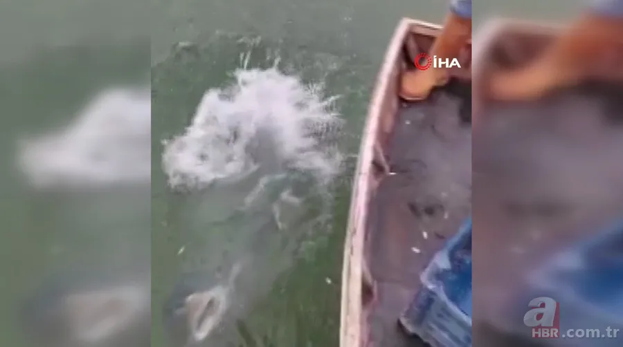 Balıkçının ağına takıldı! Havyarı 2 milyon liraya satılıyor 7