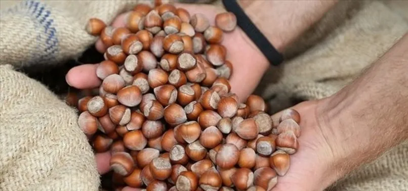 22 Eylül FINDIK FİYATLARI: 🌰 Fındık fiyatı ne kadar, kaç TL oldu? Giresun, Ordu, Samsun, Trabzon GÜNCEL LİSTE!