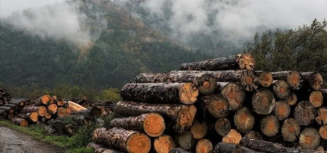 Avrupa’da enerji krizi odun şirketlerine yaradı! Hisseleri yüzde 700 arttı