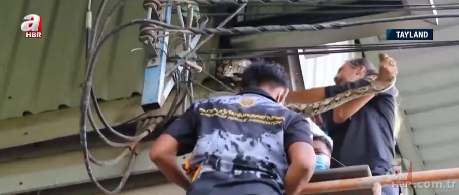 Fabrikada dev piton paniği! Yılan avcısı genç kadın... 13