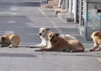 Türkiye'nin endişelendiren sorunu: Başıboş sokak köpekleri! Problemin nedenleri neler? Uzman isimler yanıtladı!