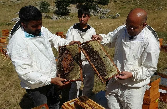 1720075446928.jpeg 5 yılda bir hasadı yapılıyor! Tam bir şifa deposu! Kilosu bin TL - 7