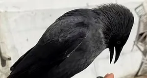 Karga ile video paylaştı! Başına gelmeyen kalmadı