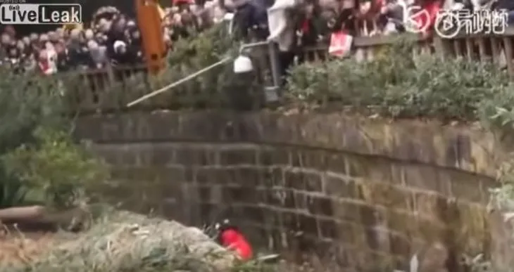 Ayı evin bahçe kapısını kırıp içeri girdi! Havuz başında uyuyan adam...