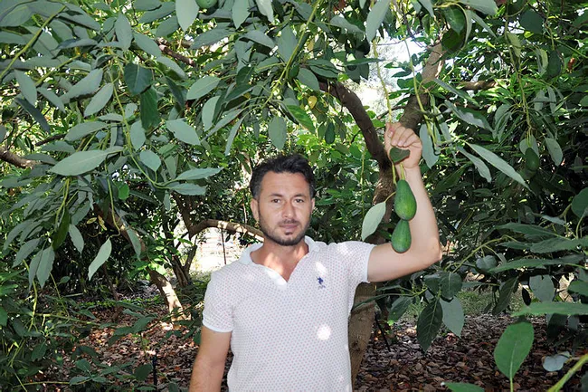 Avokado fidanı için geceden gelip sıraya giren var - 3