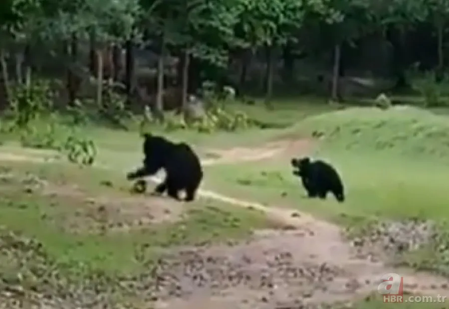 Ayılardan futbol resitali! Sosyal medyayı sallayan anlar 3