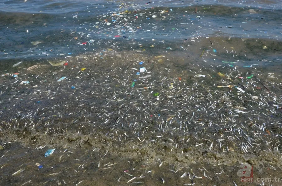 İstanbul'da büyük skandal ve acı veren görüntüler! Küçükçekmece'deki balık ölümlerinin nedeni ne? 22