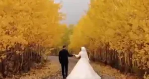 Düğün çekimini ayılar bastı