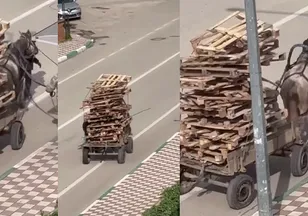 Vicdanları sızlatan görüntü!