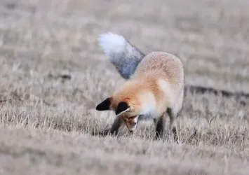 Ardahan'da kızıl tilkinin fare avı