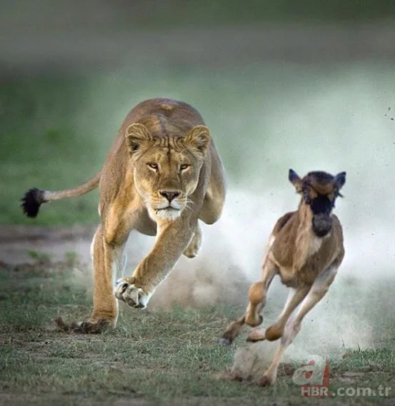 Böylesini daha önce hiç görmediniz 8