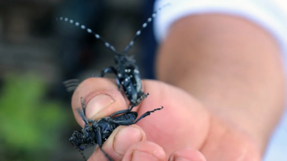 Muğla’da ilk defa görüldü, ekipler alarma geçti