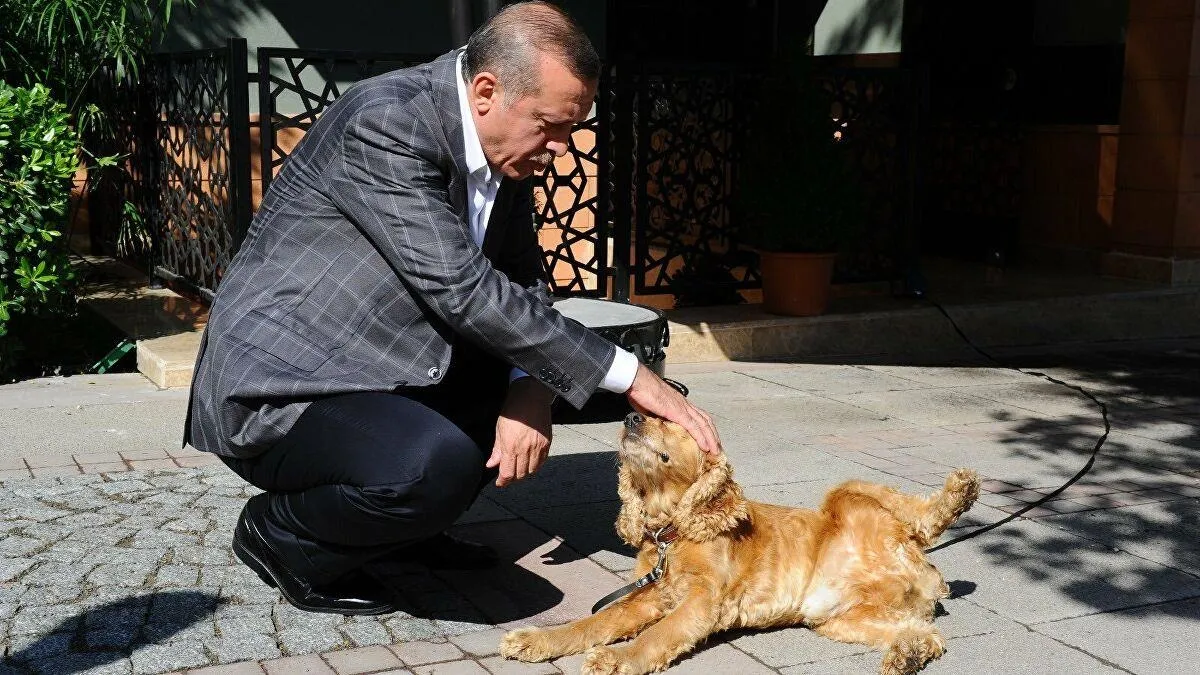Başkan Recep Tayyip Erdoğan talimat verdi Meclis'e geldi! Hayvana işkenceye af yok