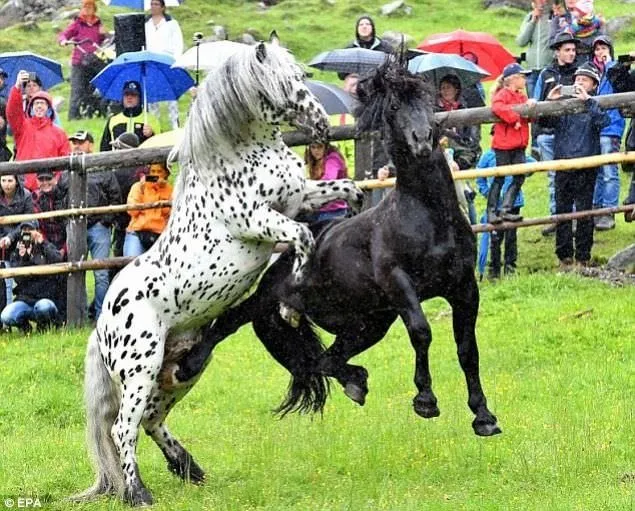 Avusturya’daki at dövüşünden kareler