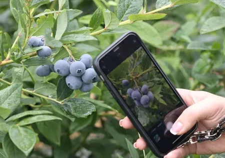 Boğaz ağrısı ve öksürüğe karşı doğal şifa kaynağı! Viral enfeksiyonlarda iyileşmeyi hızlandırıyor