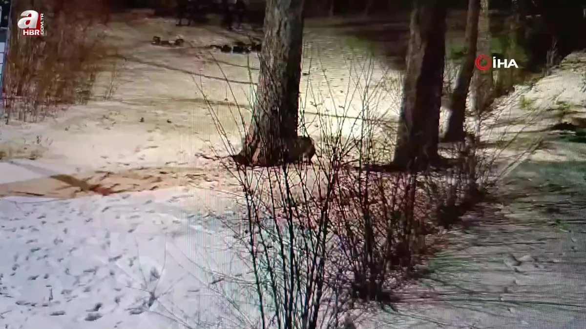 Kars'ta oyun oynayan tilkiler kamerada