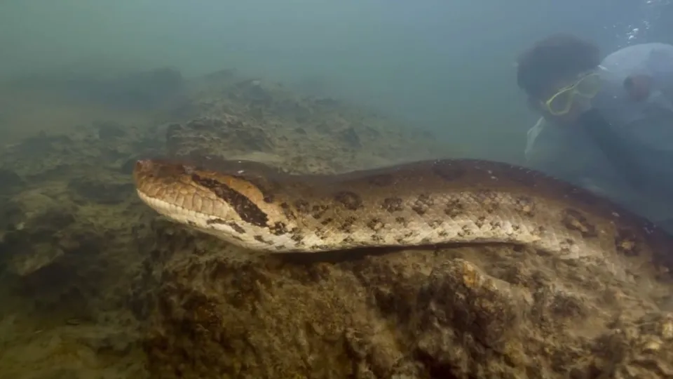 Dünyanın en büyük yılan türü keşfedildi 🐍 500 kilo ağırlığa sahip anakonda! Vahşi doğada daha önce böylesi görülmedi