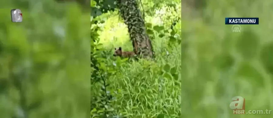 Bahçesine girip erik ağacına çıktı! Hemen telefona sarıldı 3