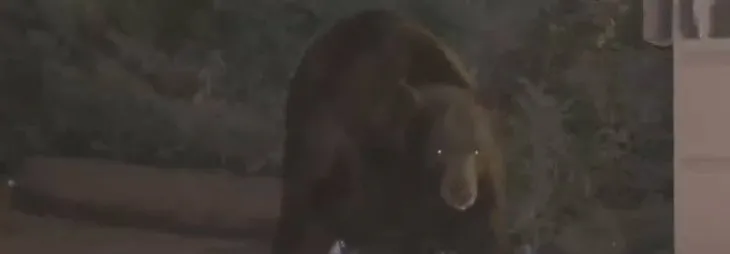 Ayılar kent merkezine indi! Acıkan ayılar evlere akın etti