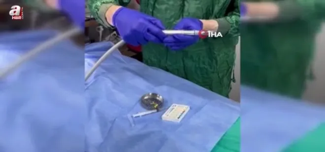 Zonguldak'ta kediye altın diş yapıldı