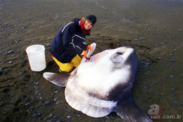ABD kıyılarına vuran deniz canlısı bilim insanlarını şoke etti! Görüntüleri servis edildi 11