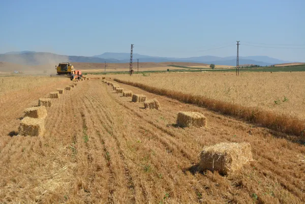 Son dakika: Hububat alım fiyatları güncellendi!