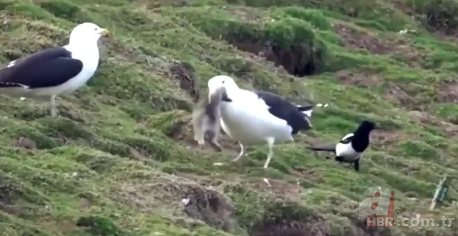 Oltasına takıldı! Neye uğradığını şaşırdı 9