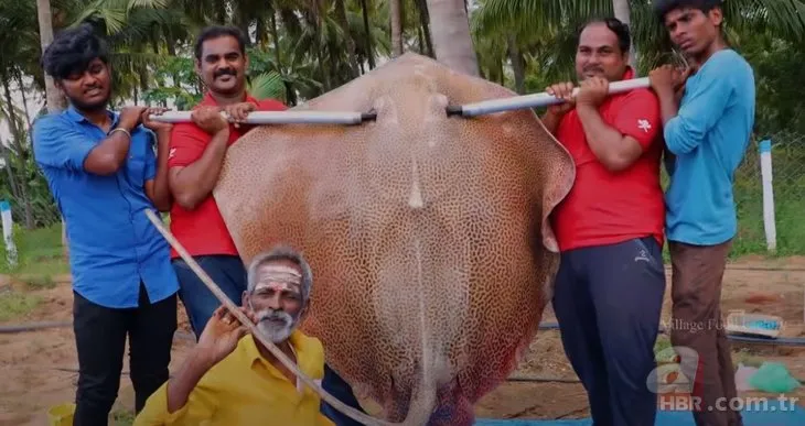 Hintli dayı bu sefer 120 kiloluk dev vatoz balığını pişirdi!