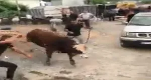 İpini koparan boğa ortalığı birbirine kattı!