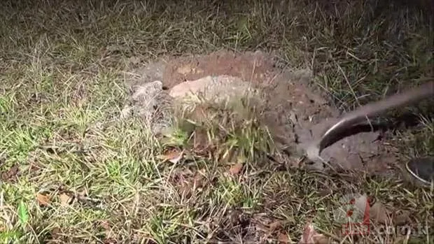 Kırmızı karıncalardan batmayan sal! Haftalarca yüzebiliyorlar 19