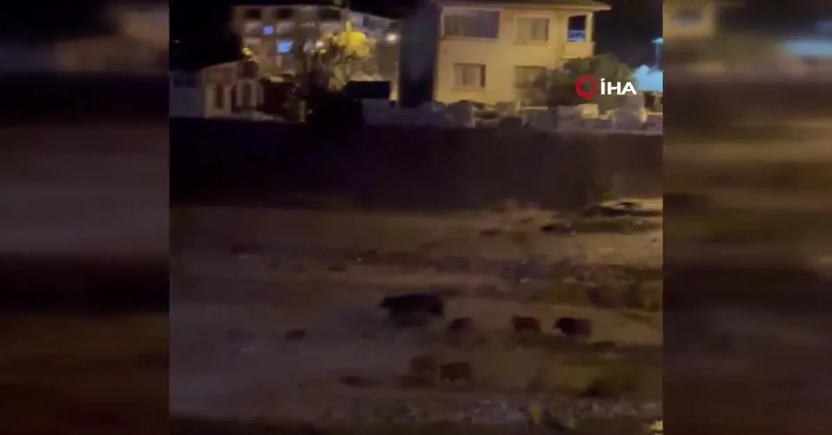 Aç kalan domuzlar merkeze indi!