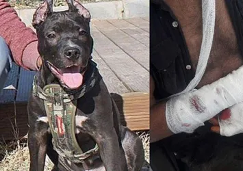 Aydın'da pitbull sahibini parçalıyordu