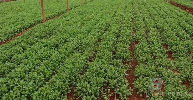 Brokoli değil, Ispanak hiç değil! Dünyanın en sağlıklı sebzesi seçildi: O yeşil güç ne? 2