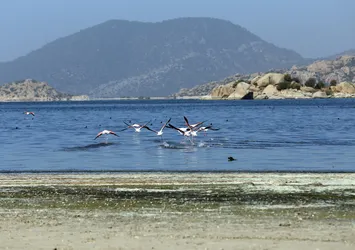 TBMM Bafa Gölü için harekete geçti! Kurtarılacak
