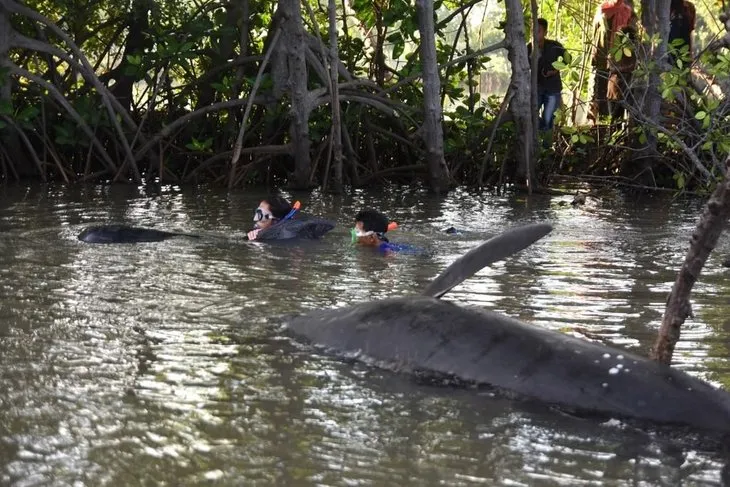 Endonezya’da kıyıya vuran balinalar telef oldu