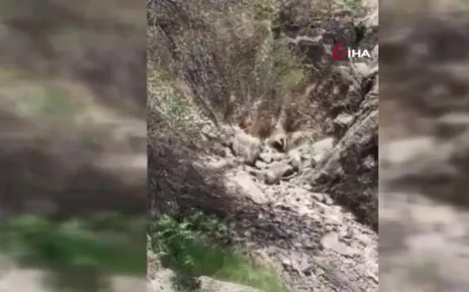 Batman’da porsuk görüntülendi