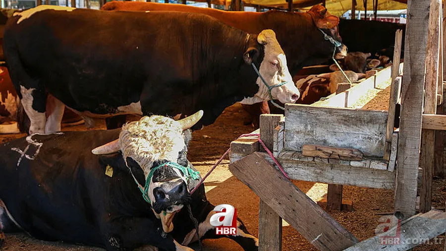 Kurbanlık Market Fiyatları 2023 | A101, Migros, CarrefourSA tek tek listeledi! Koç:5.990, Büyükbaş:10.990 TL! 1